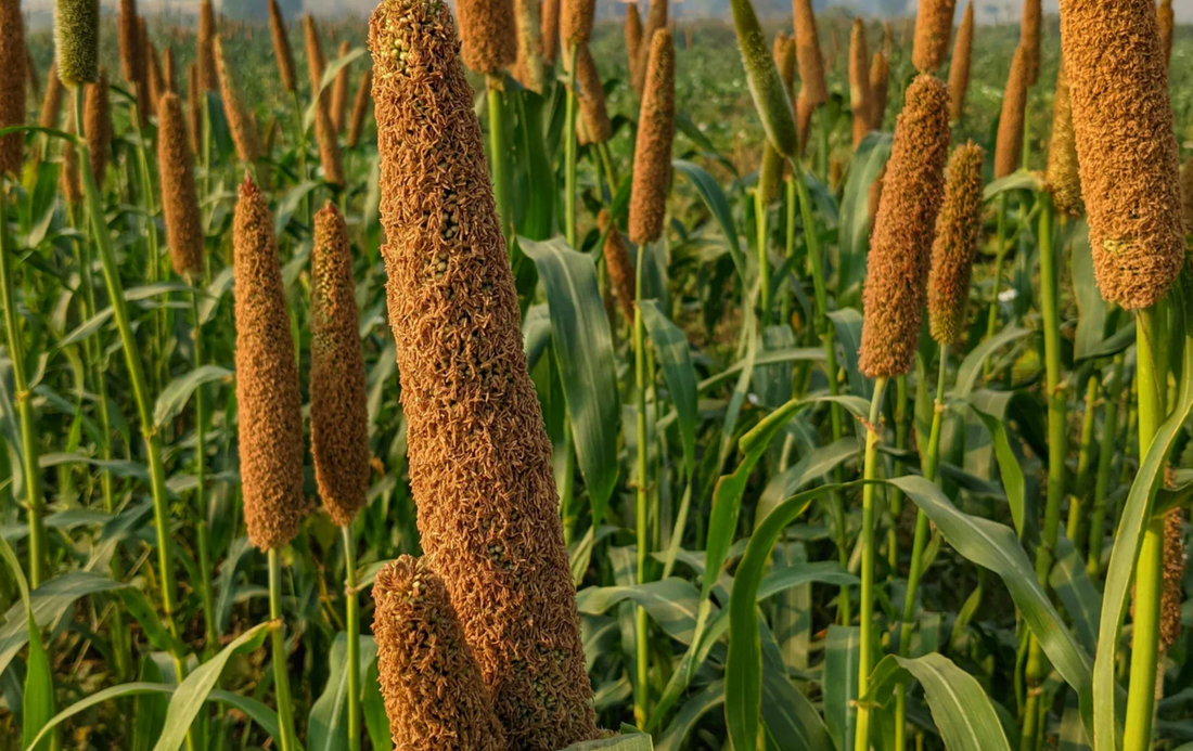 “Revolutionize Your Health: How Nutriboost is Making Millets the New Superfood”